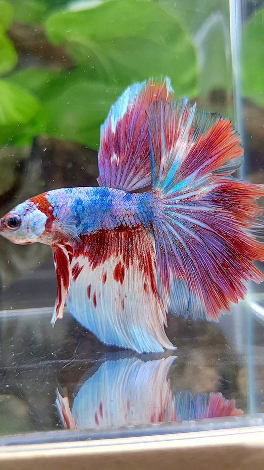 HALFMOON ROSETAIL BARONGSAI RED FANCY WHITE MULTICOLOR BETTA FISH