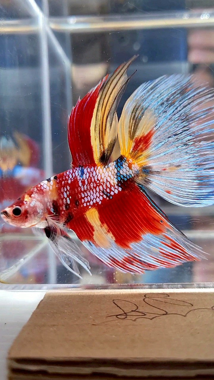 GIANT HALFMOON TOTAL 7,5CM+ SUPER MULTICOLOR METTALIC BETTA FISH