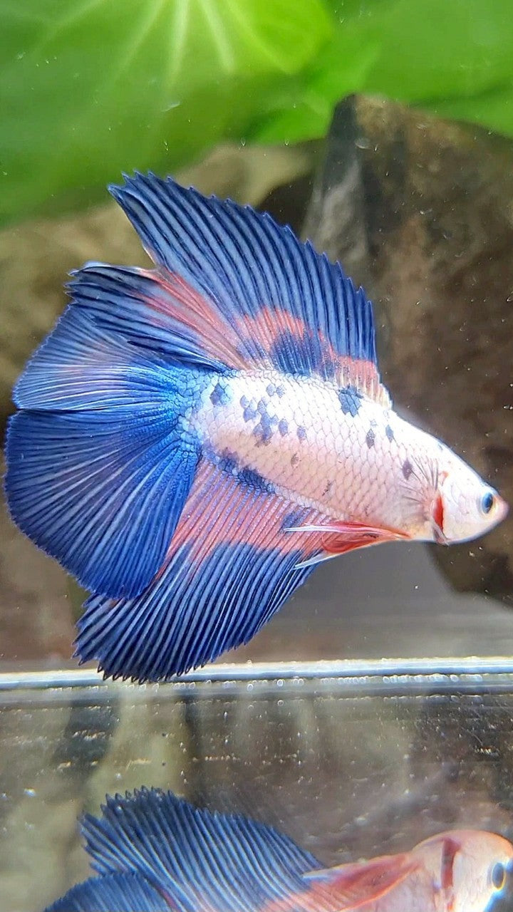 HALFMOON DOUBLE TAIL BLUE RIM FLAMINGGO MARBLE BETTA FISH