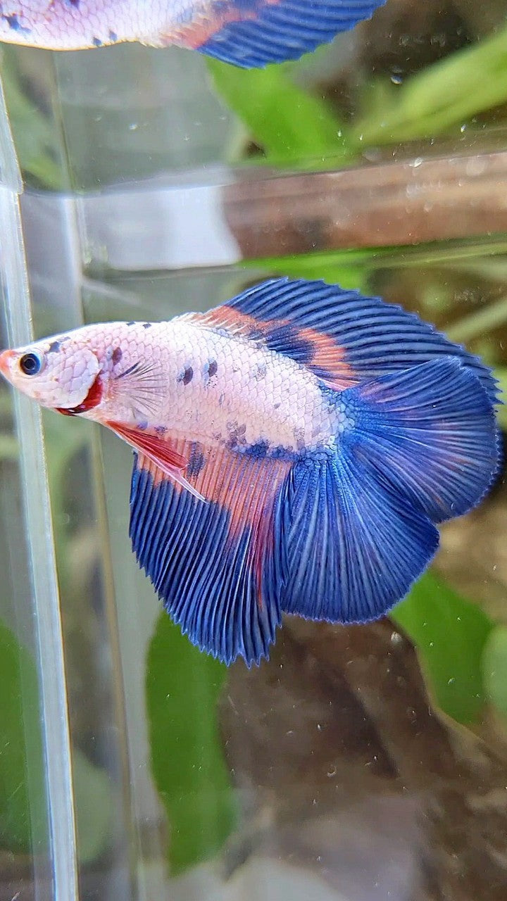 HALFMOON DOUBLE TAIL BLUE RIM FLAMINGGO MARBLE BETTA FISH