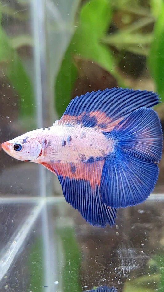 HALFMOON DOUBLE TAIL BLUE RIM FLAMINGGO MARBLE BETTA FISH