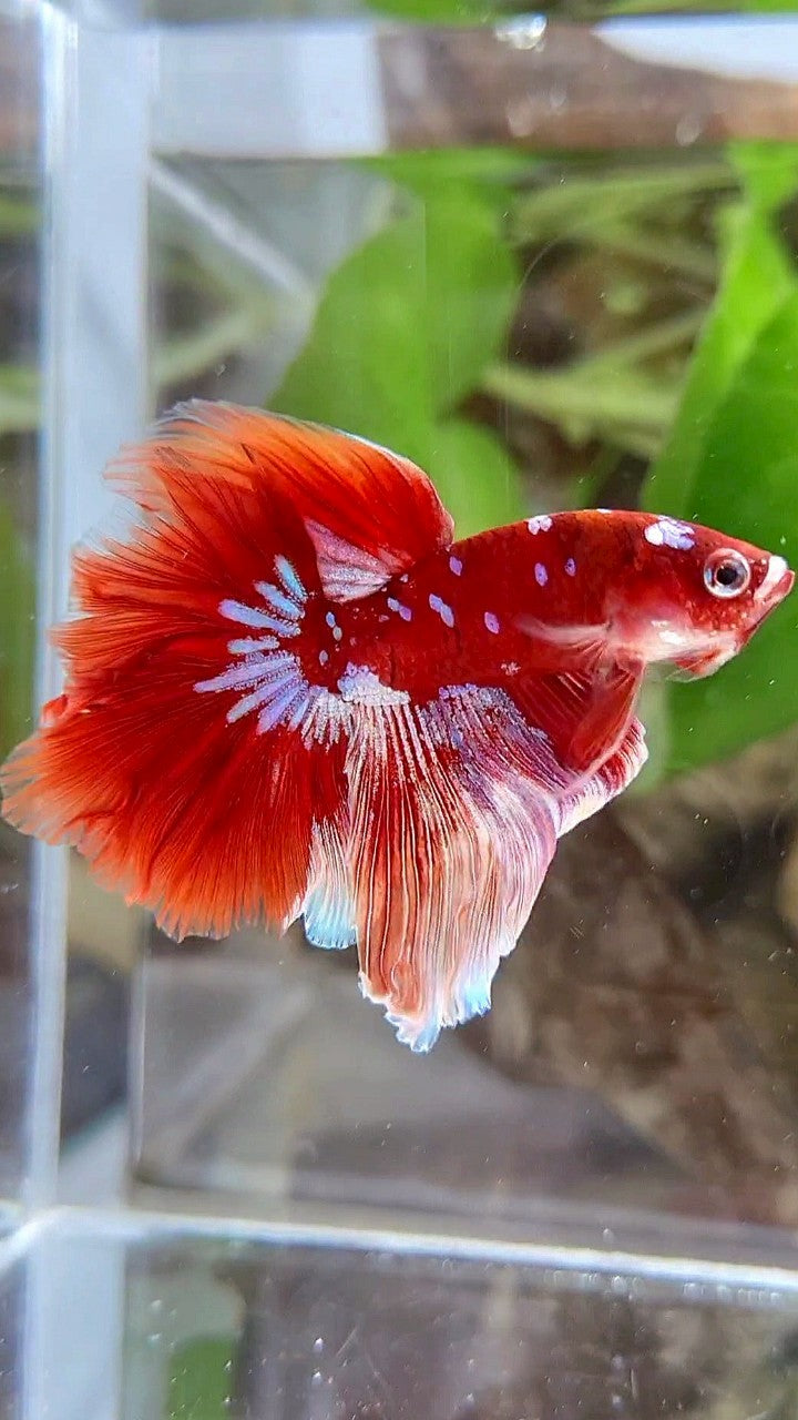 LUXURY HALFMOON ROSETAIL BARONGSAI RED WHITE PURPLE GALAXY MULTICOLOR BETTA FISH