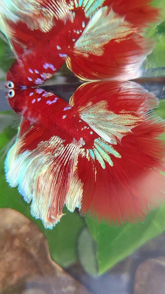 LUXURY HALFMOON ROSETAIL BARONGSAI RED WHITE PURPLE GALAXY MULTICOLOR BETTA FISH