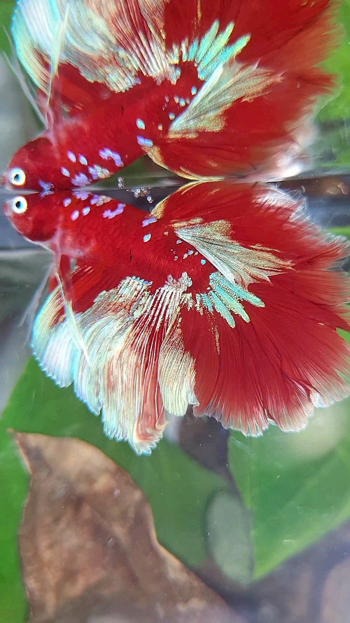 LUXURY HALFMOON ROSETAIL BARONGSAI RED WHITE PURPLE GALAXY MULTICOLOR BETTA FISH