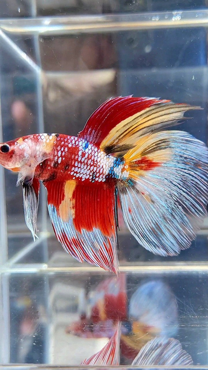 GIANT HALFMOON TOTAL 7,5CM+ SUPER MULTICOLOR METTALIC BETTA FISH