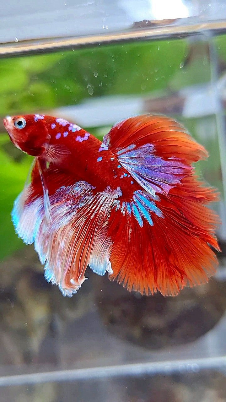 LUXURY HALFMOON ROSETAIL BARONGSAI RED WHITE PURPLE GALAXY MULTICOLOR BETTA FISH