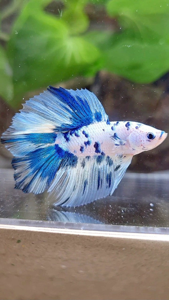 HALFMOON DOUBLE TAIL WHITE SUPER DOTS BLUE MARBLE BETTA FISH
