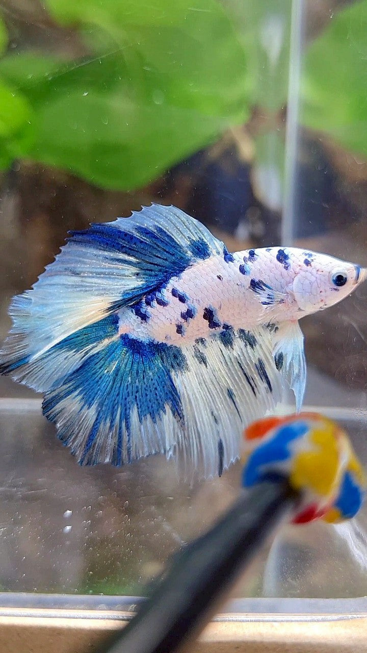 HALFMOON DOUBLE TAIL WHITE SUPER DOTS BLUE MARBLE BETTA FISH