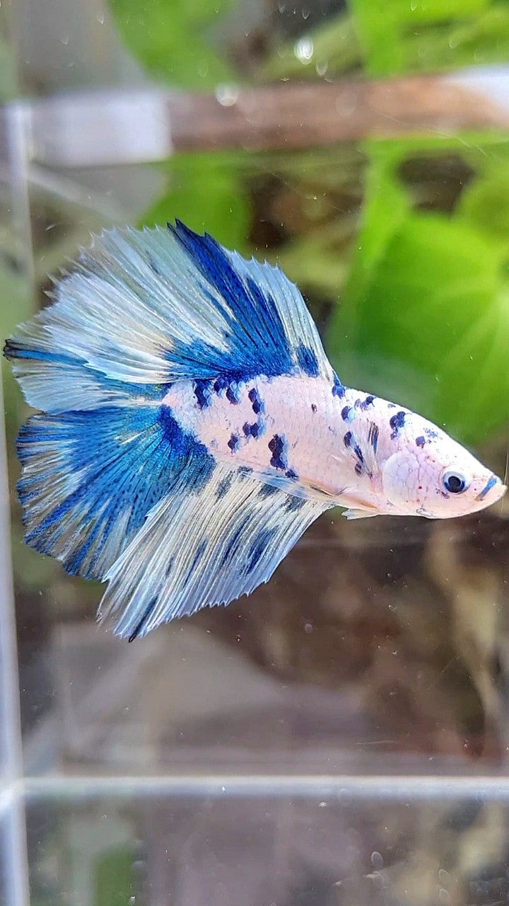 HALFMOON DOUBLE TAIL WHITE SUPER DOTS BLUE MARBLE BETTA FISH