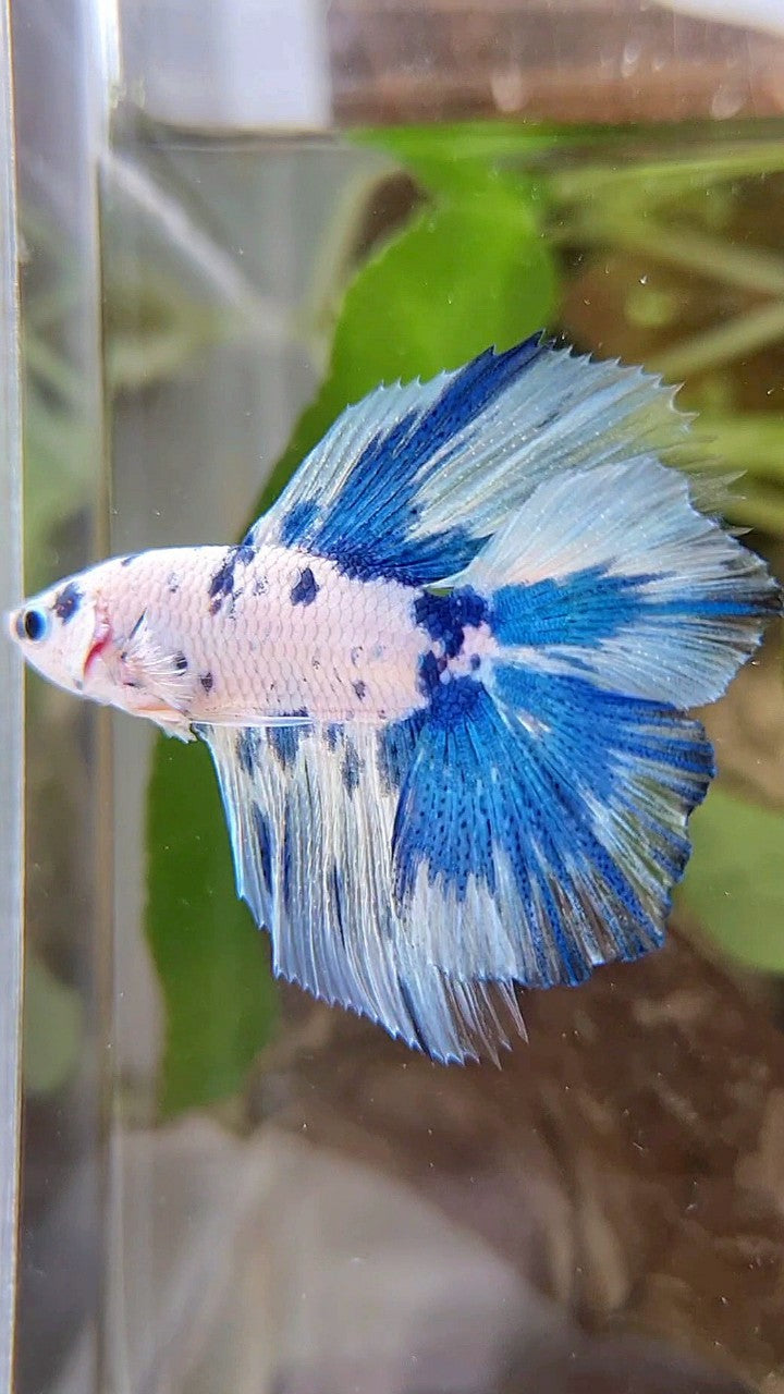 HALFMOON DOUBLE TAIL WHITE SUPER DOTS BLUE MARBLE BETTA FISH