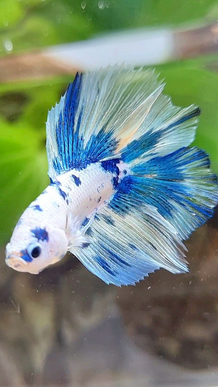 HALFMOON DOUBLE TAIL WHITE SUPER DOTS BLUE MARBLE BETTA FISH