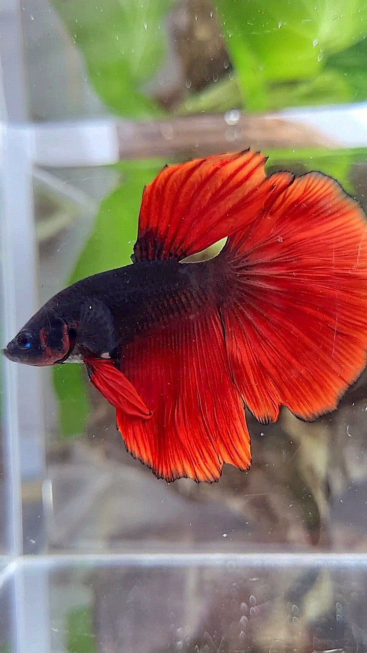 HALFMOON BLACK VAMPIRE RED BICOLOR BETTA FISH