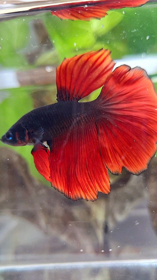 HALFMOON BLACK VAMPIRE RED BICOLOR BETTA FISH
