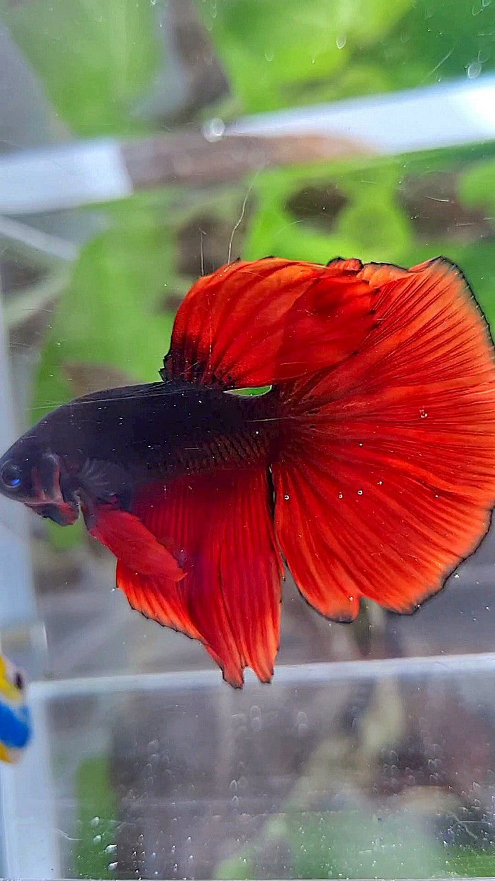 HALFMOON BLACK VAMPIRE RED BICOLOR BETTA FISH