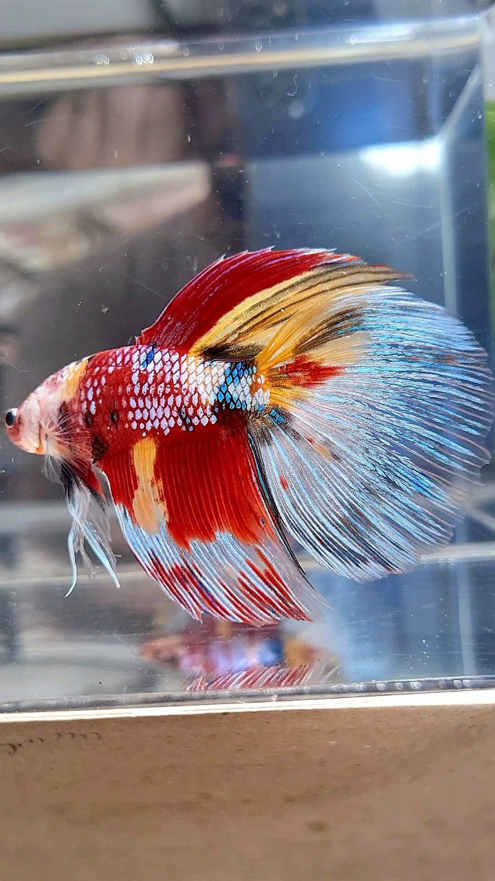GIANT HALFMOON TOTAL 7,5CM+ SUPER MULTICOLOR METTALIC BETTA FISH