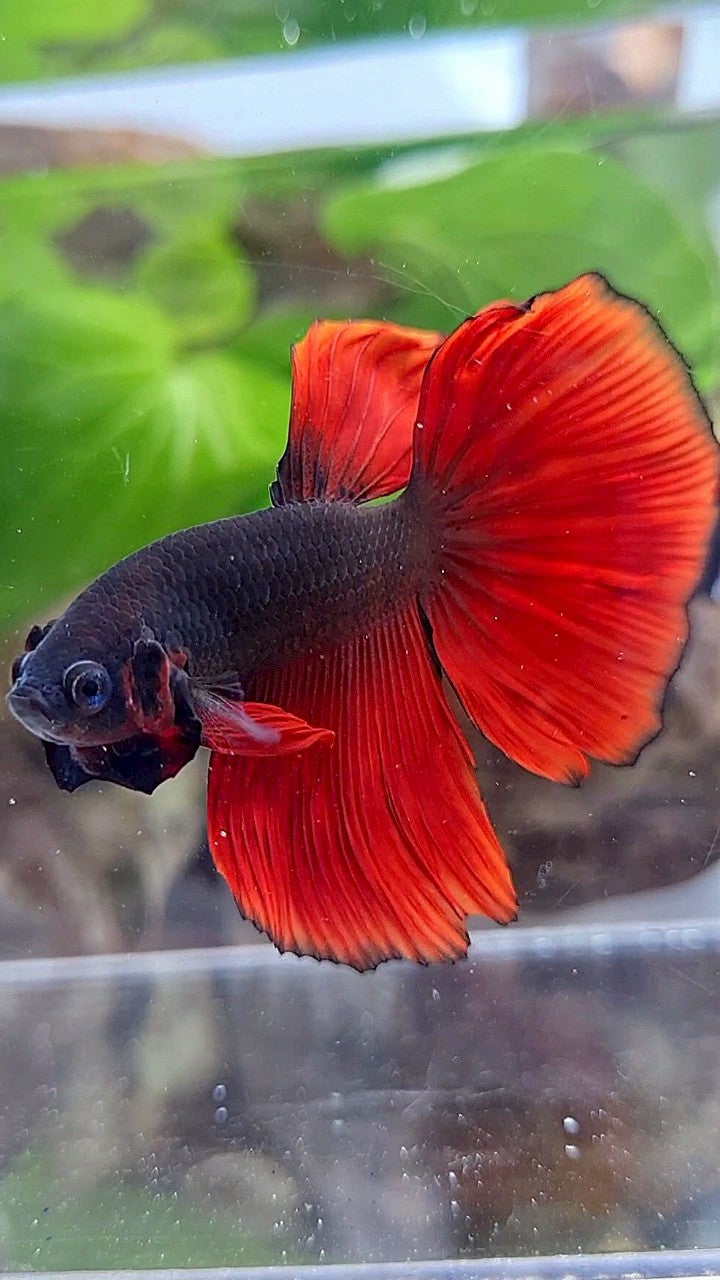 HALFMOON BLACK VAMPIRE RED BICOLOR BETTA FISH