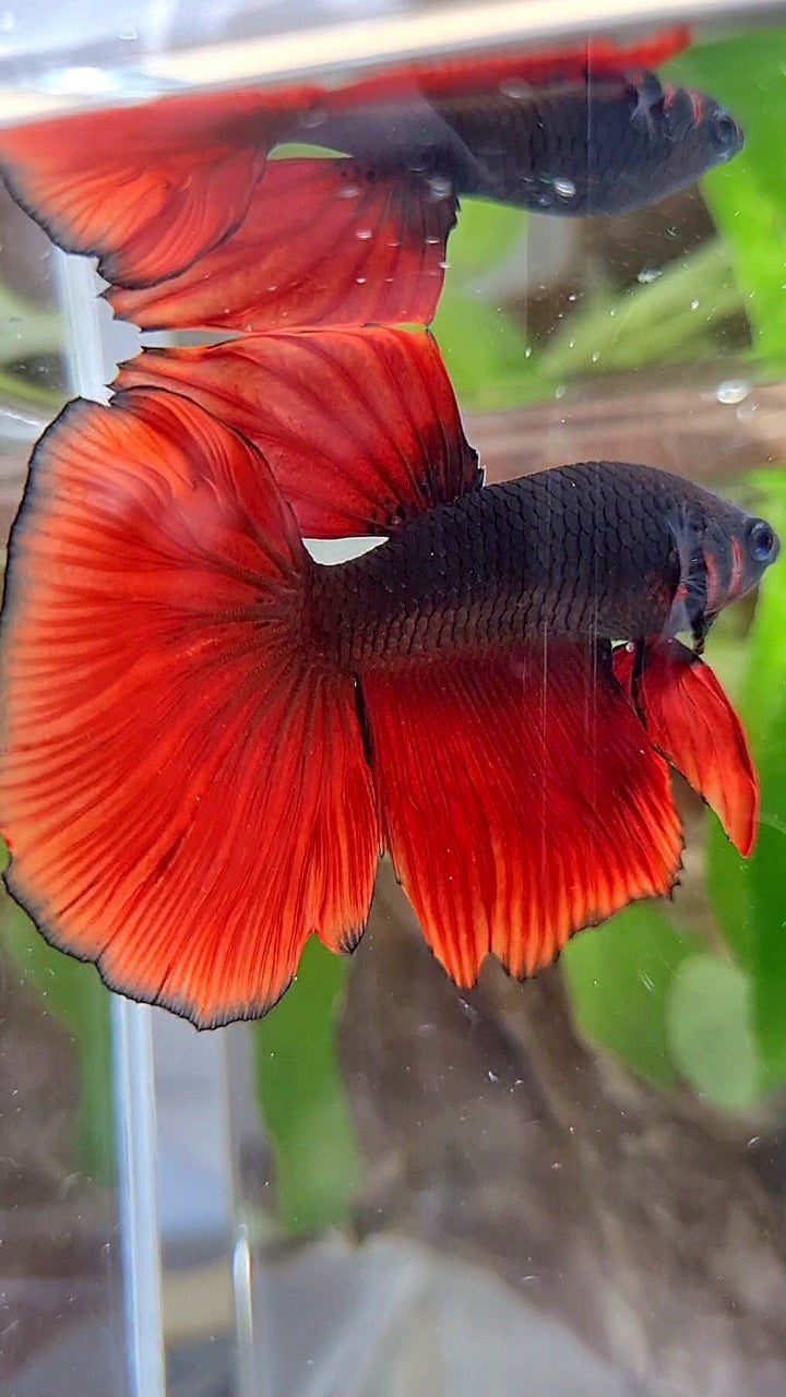HALFMOON BLACK VAMPIRE RED BICOLOR BETTA FISH