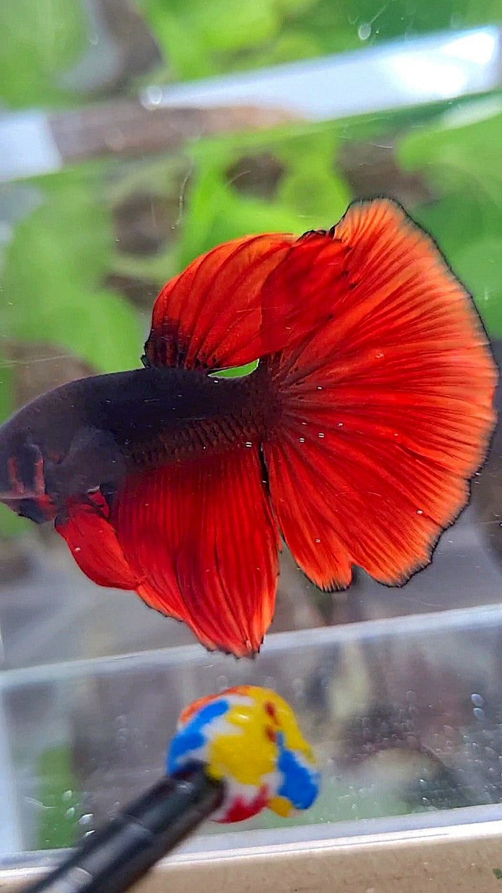 HALFMOON BLACK VAMPIRE RED BICOLOR BETTA FISH