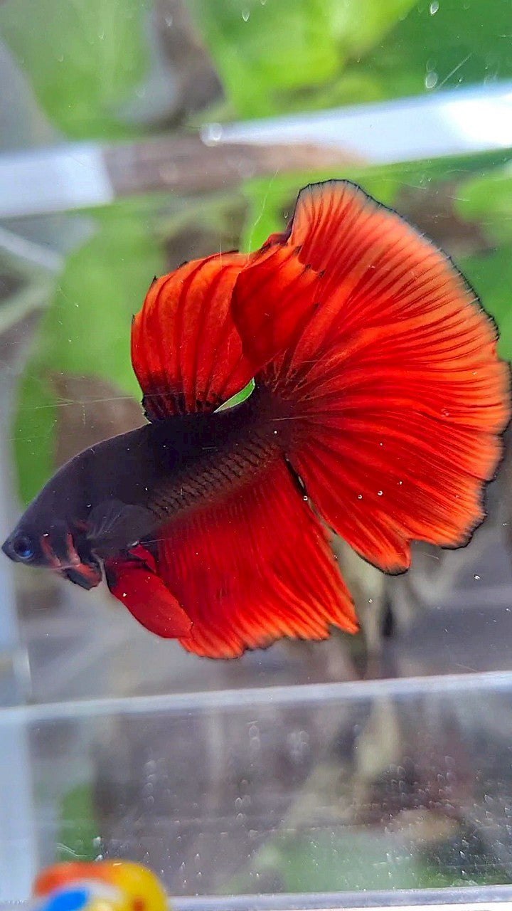 HALFMOON BLACK VAMPIRE RED BICOLOR BETTA FISH