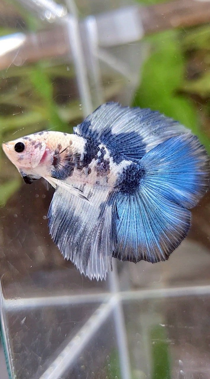 HALFMOON DOUBLE TAIL BLUE DOTS MARBLE PATTERN BETTA FISH