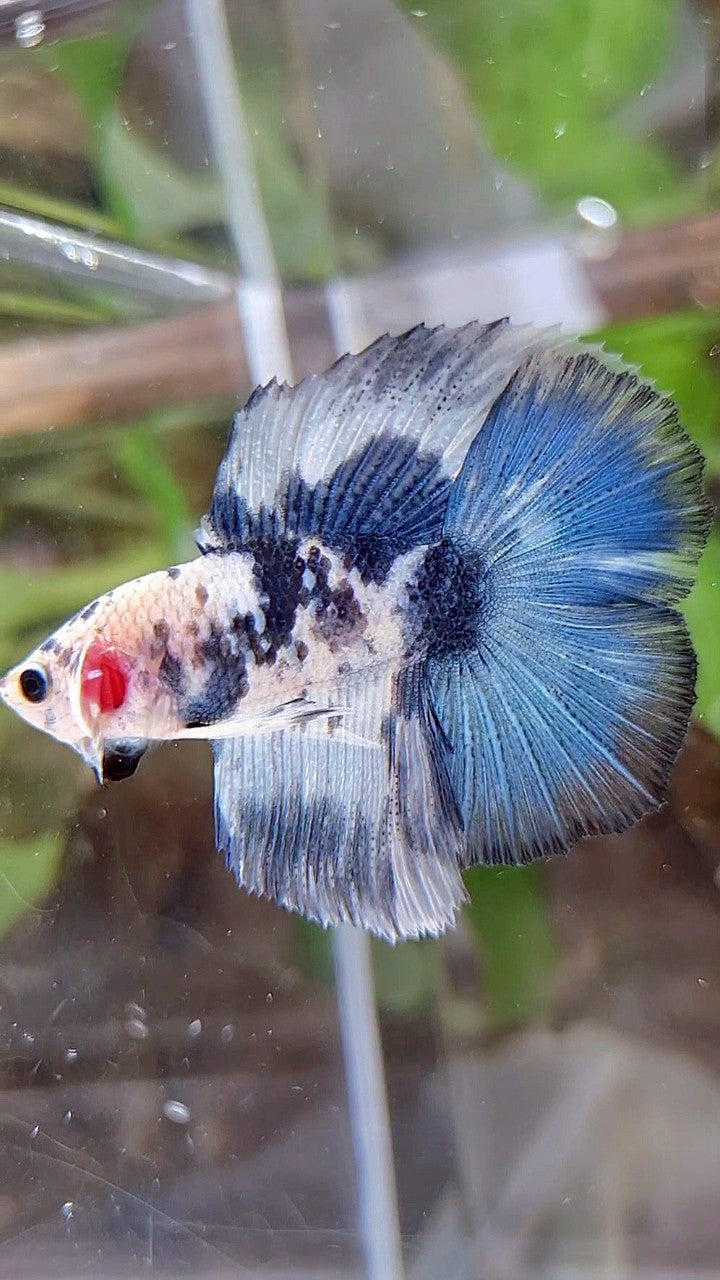 HALFMOON DOUBLE TAIL BLUE DOTS MARBLE PATTERN BETTA FISH
