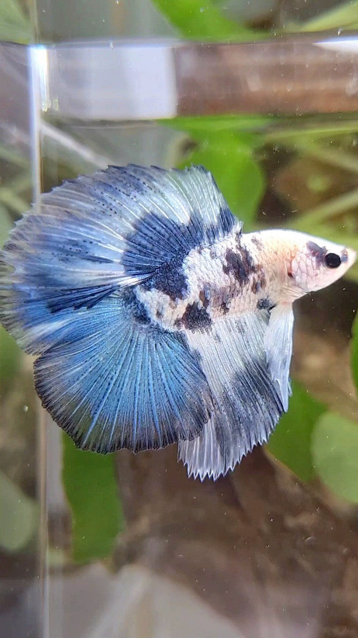 HALFMOON DOUBLE TAIL BLUE DOTS MARBLE PATTERN BETTA FISH