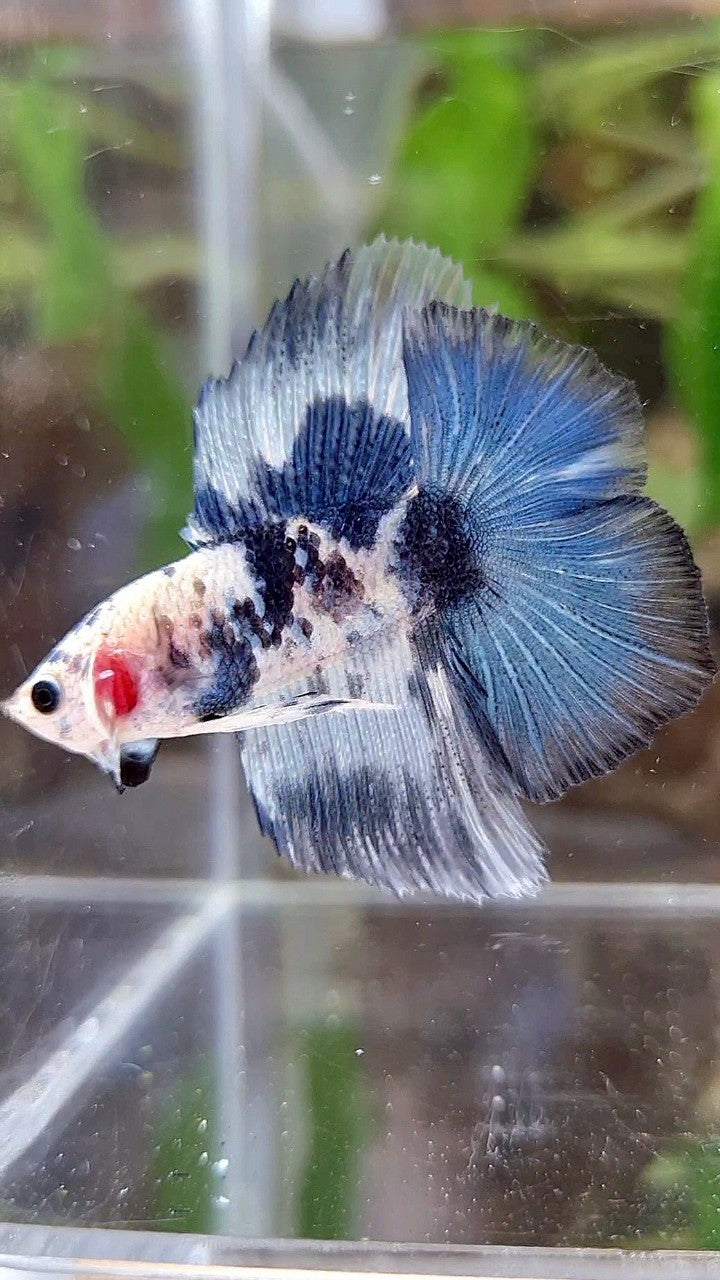 HALFMOON DOUBLE TAIL BLUE DOTS MARBLE PATTERN BETTA FISH
