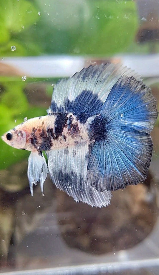 HALFMOON DOUBLE TAIL BLUE DOTS MARBLE PATTERN BETTA FISH