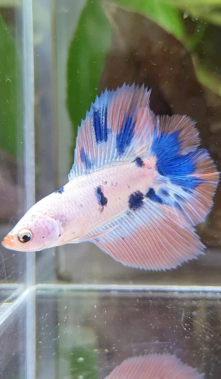 HALFMOON DOUBLE TAIL PINK FLAMINGGO BLUE MARBLE BETTA FISH