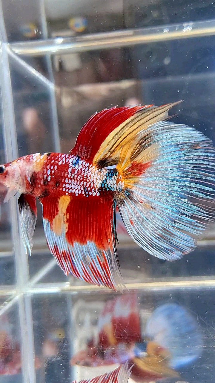 GIANT HALFMOON TOTAL 7,5CM+ SUPER MULTICOLOR METTALIC BETTA FISH