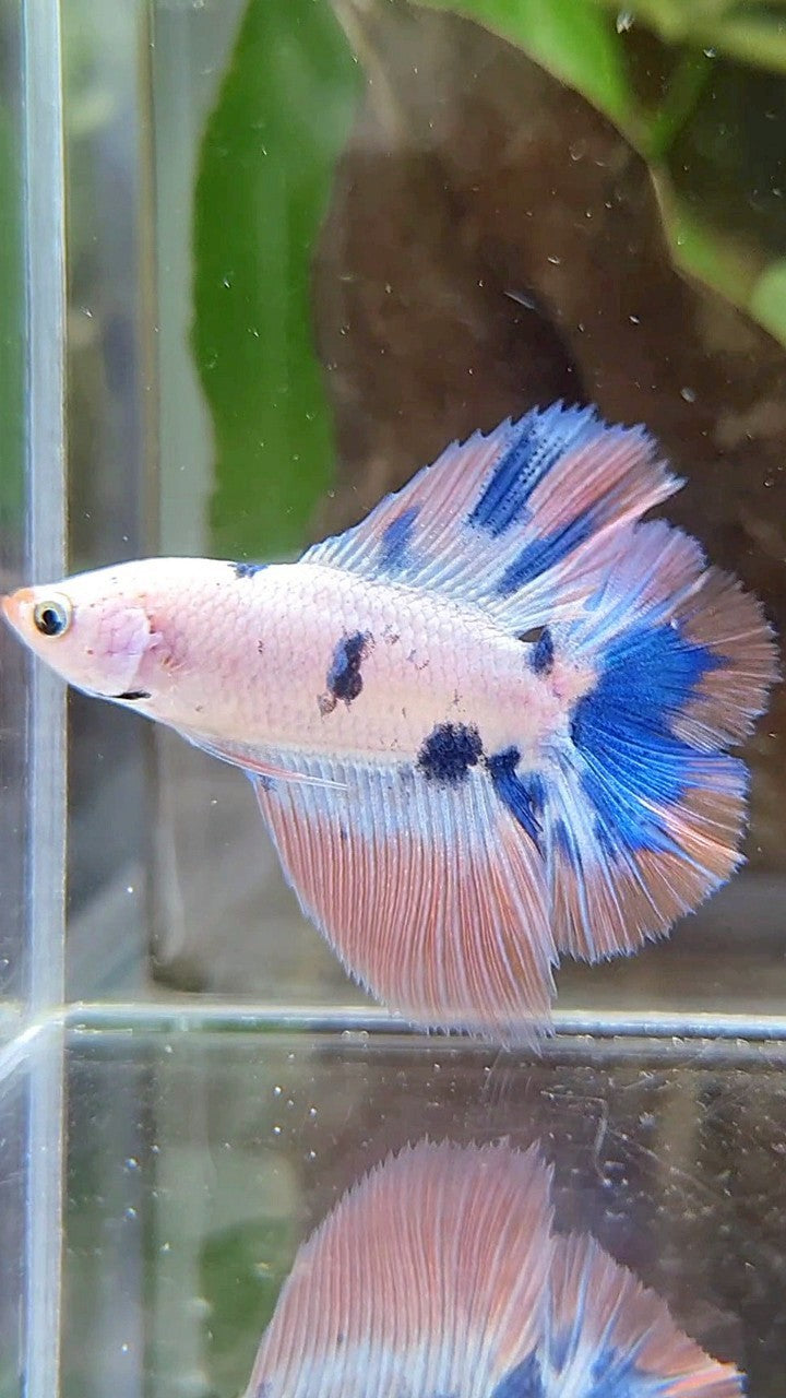 HALFMOON DOUBLE TAIL PINK FLAMINGGO BLUE MARBLE BETTA FISH