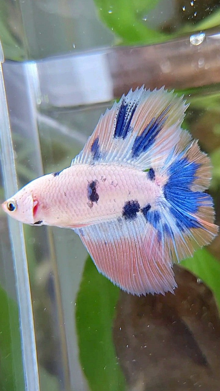 HALFMOON DOUBLE TAIL PINK FLAMINGGO BLUE MARBLE BETTA FISH