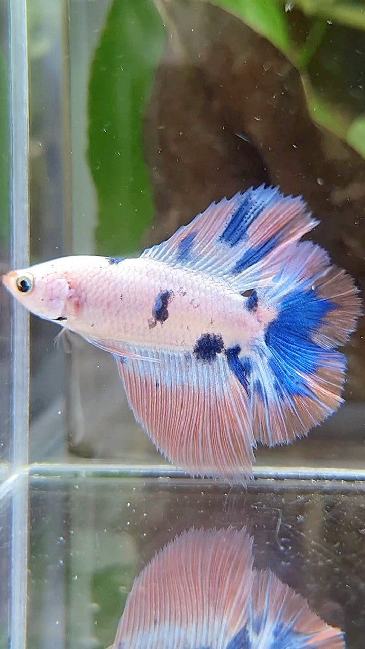 HALFMOON DOUBLE TAIL PINK FLAMINGGO BLUE MARBLE BETTA FISH