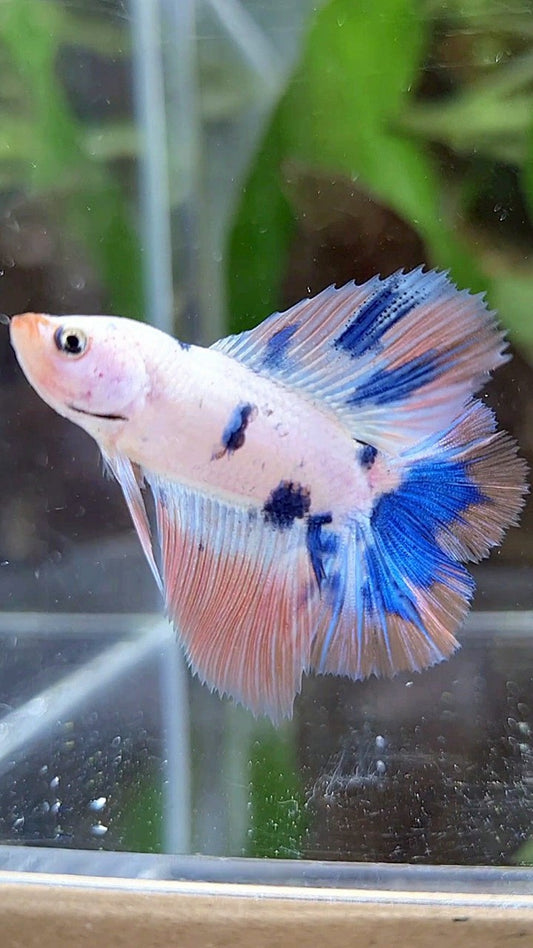 HALFMOON DOUBLE TAIL PINK FLAMINGGO BLUE MARBLE BETTA FISH