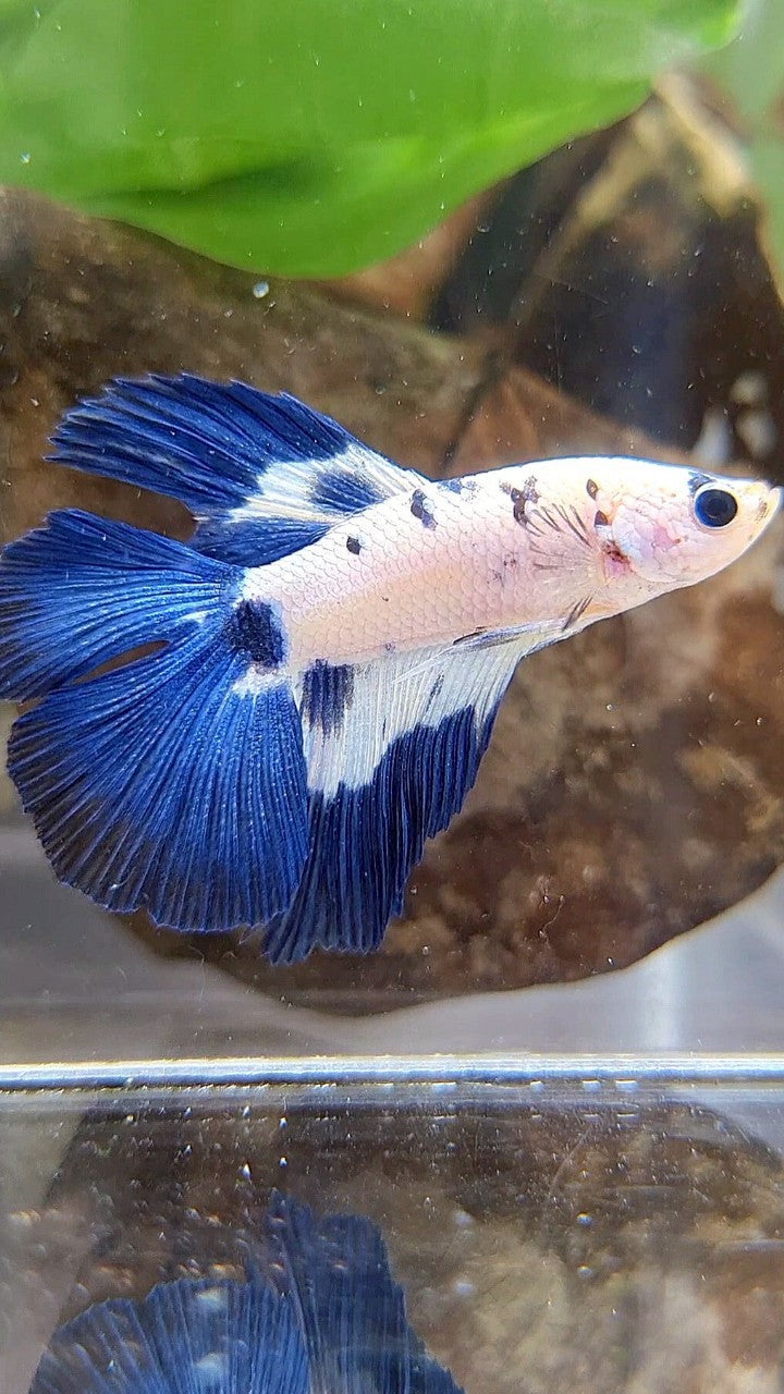HALFMOON DOUBLE TAIL BLUE DOTS RIM MARBLE BETTA FISH