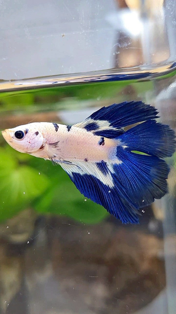 HALFMOON DOUBLE TAIL BLUE DOTS RIM MARBLE BETTA FISH