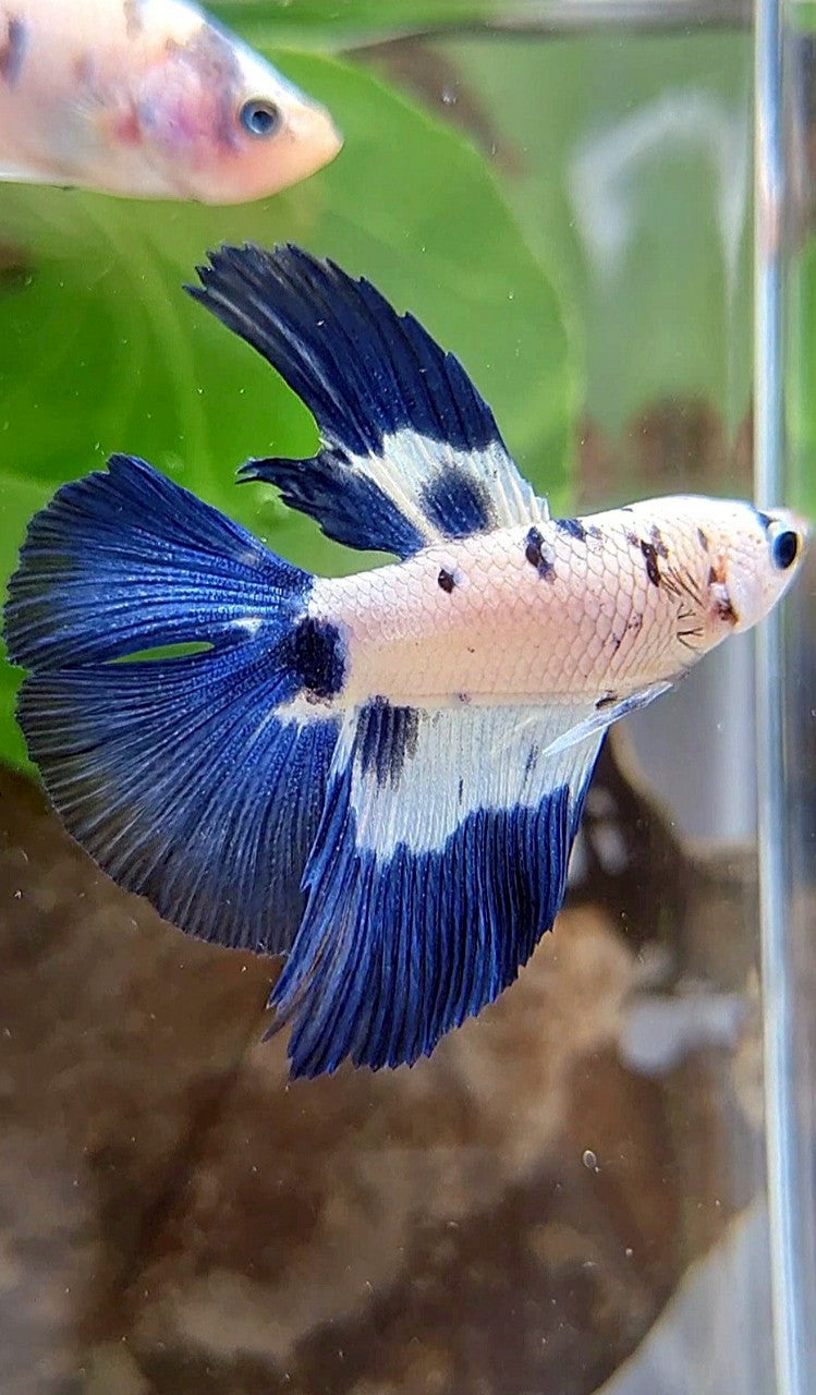 HALFMOON DOUBLE TAIL BLUE DOTS RIM MARBLE BETTA FISH