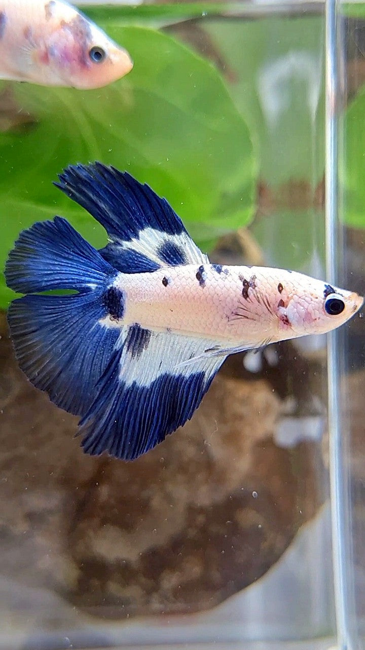 HALFMOON DOUBLE TAIL BLUE DOTS RIM MARBLE BETTA FISH