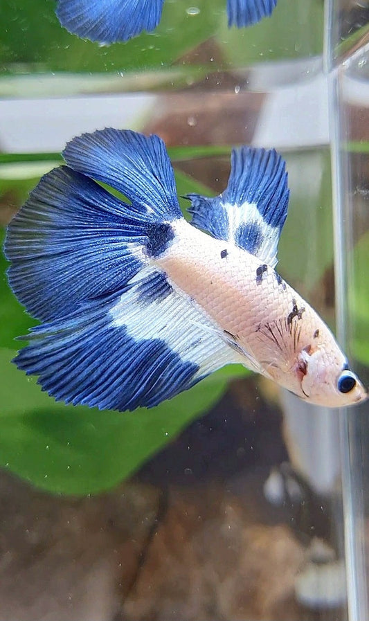 HALFMOON DOUBLE TAIL BLUE DOTS RIM MARBLE BETTA FISH
