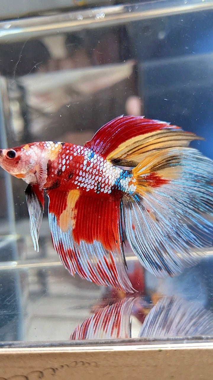 GIANT HALFMOON TOTAL 7,5CM+ SUPER MULTICOLOR METTALIC BETTA FISH