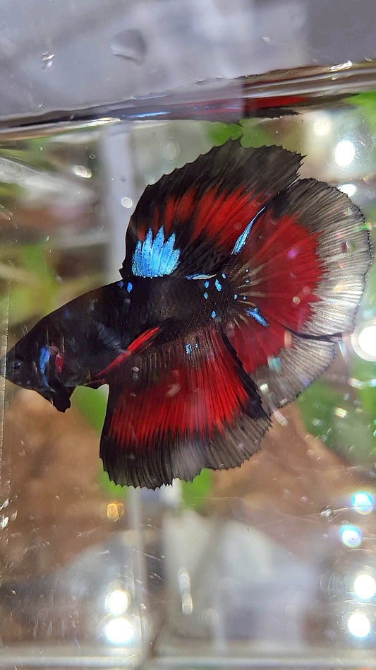 HALFMOON ROSETAIL BLACK GALAXY BLUE AVATAR VAMPIRE RED BETTA FISH