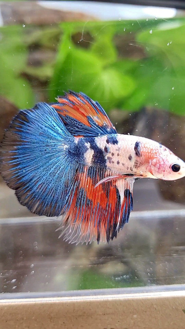 HALFMOON BLUE DOTS RED WASH MARBLE BETTA FISH