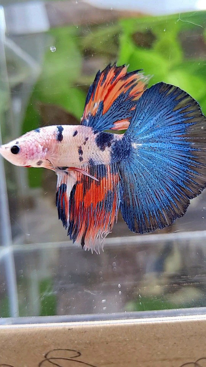 HALFMOON BLUE DOTS RED WASH MARBLE BETTA FISH