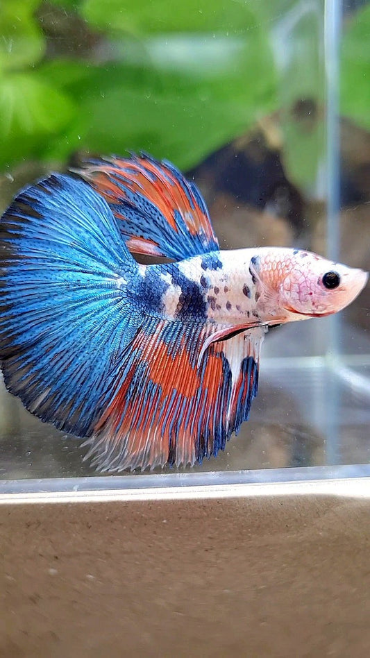 HALFMOON BLUE DOTS RED WASH MARBLE BETTA FISH