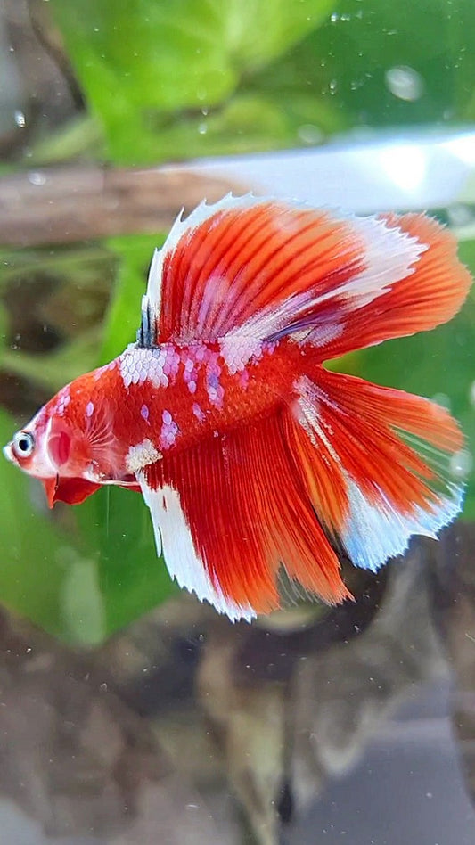 LUXURY HALFMOON DOUBLE TAIL BARONGSAI RED WHITE GALAXY MULTICOLOR BETTA FISH