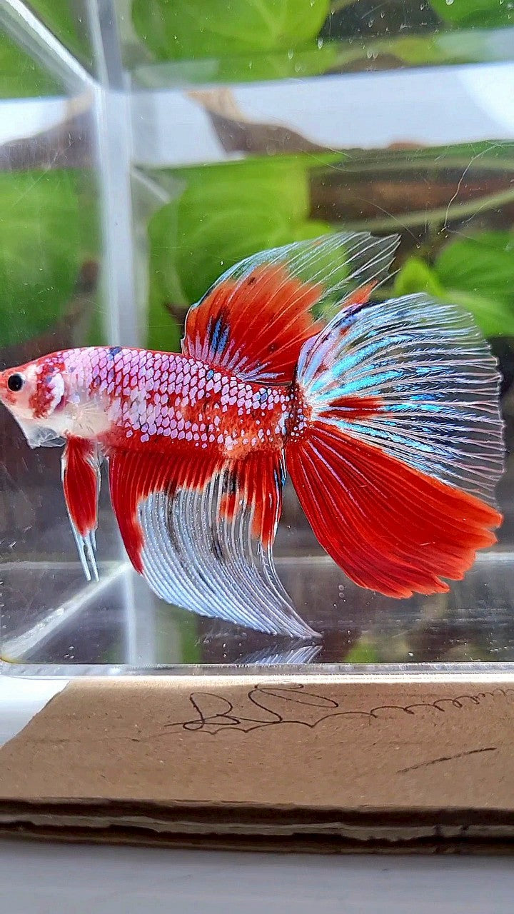 LUXURY GIANT HALFMOON TOTAL 8,5CM+ RED FANCY WHITE MULTICOLOR BETTA FISH