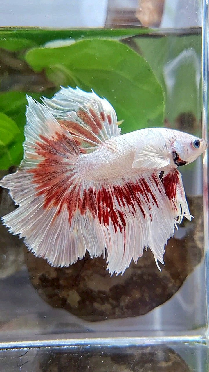 HALFMOON DUMBO EAR WHITE DRAGON RED PATTERN BETTA FISH