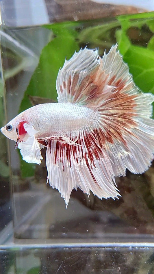 HALFMOON DUMBO EAR WHITE DRAGON RED PATTERN BETTA FISH
