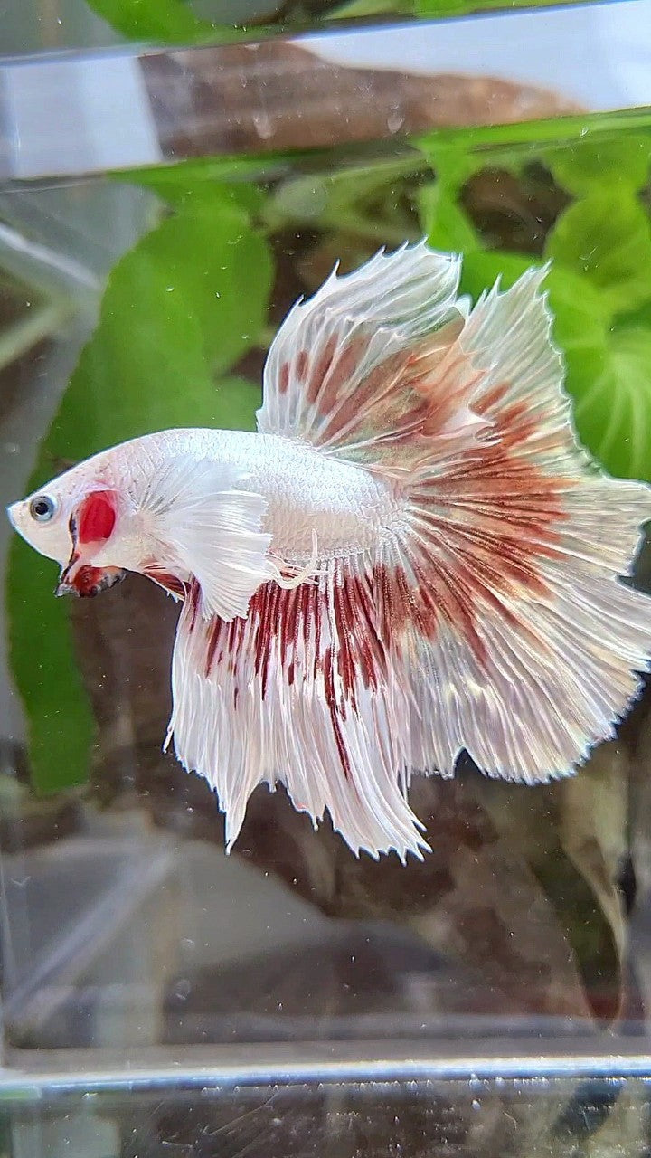 HALFMOON DUMBO EAR WHITE DRAGON RED PATTERN BETTA FISH