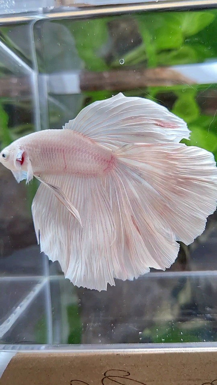 XL HALFMOON ROSETAIL WHITE PLATINUM BETTA FISH